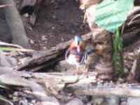 100_5271.jpg